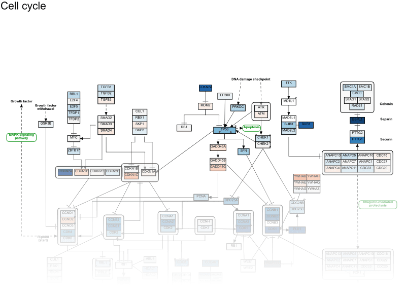 WikiPathways gene set enrichment analysis visualization